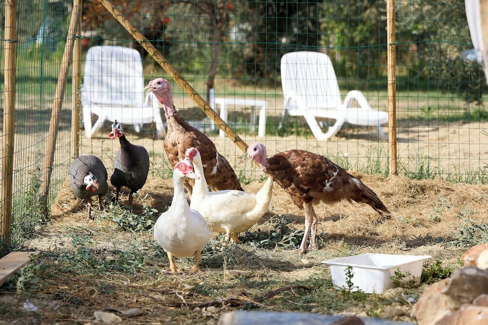 Фото Hotel Villa Elena