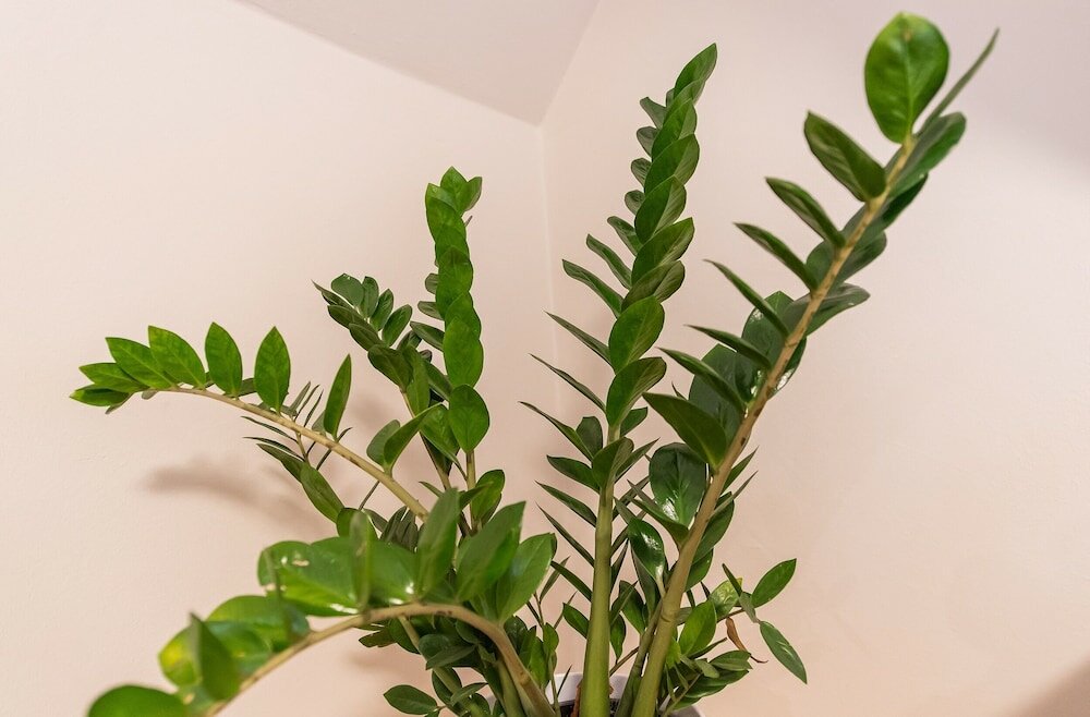 Фото Pension Alt Straninger