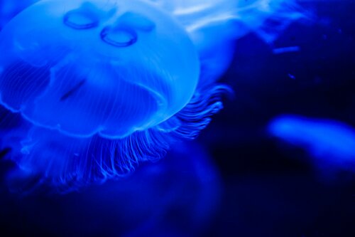 Landmark, attraction Sea Life Benalmádena, Torremolinos, photo