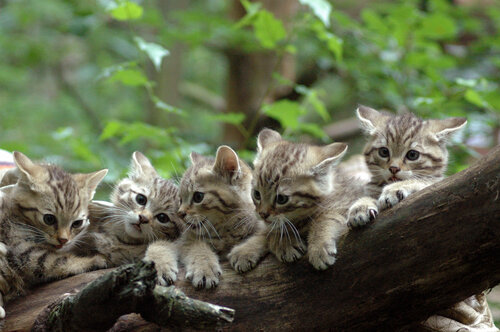 Urban forest Wildpark Eekholt Kg, Schleswig‑Holstein, photo