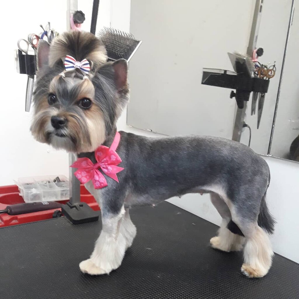 Pet salon NanoGroom, Vidnoe, photo