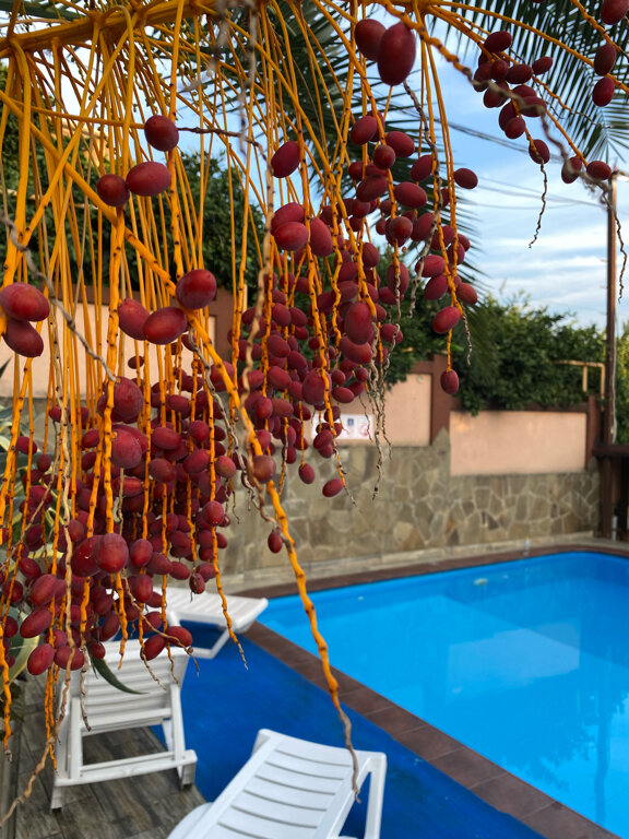 Фото Корона