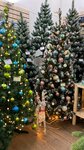 OElki (Sokolova Avenue, 13/87), christmas trees and christmas decorations