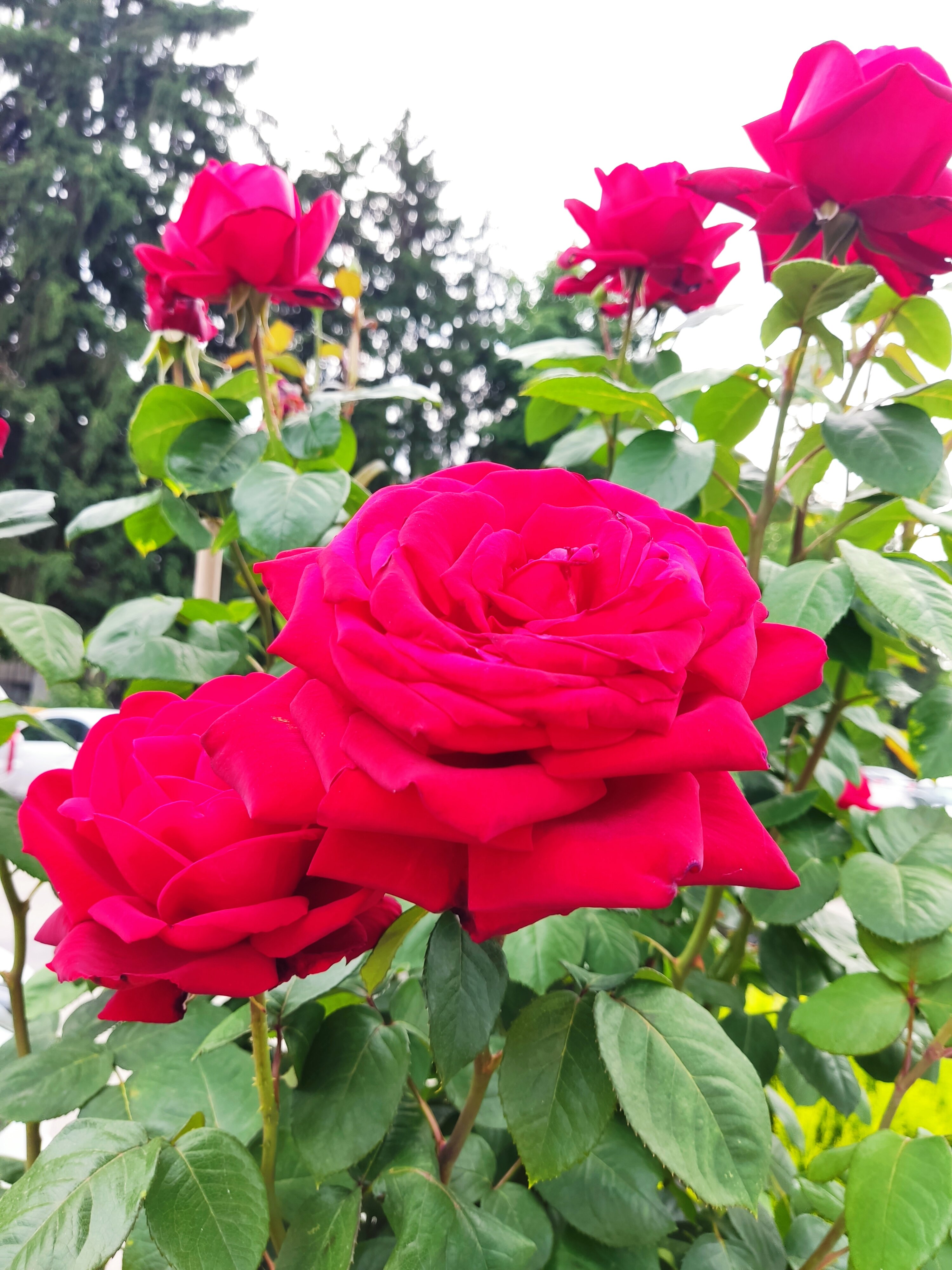 Фото Синдика