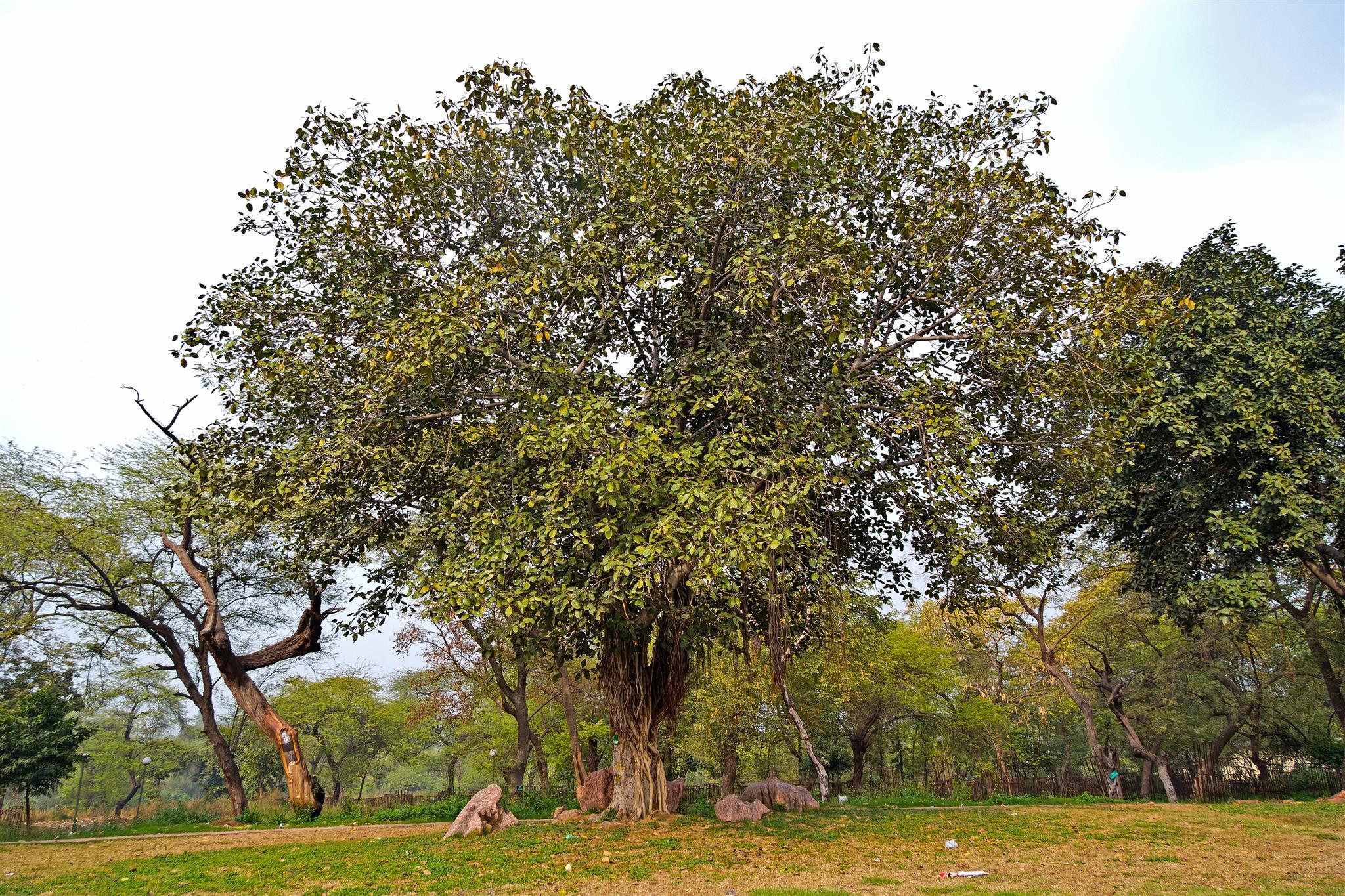 Фото Tara Palace