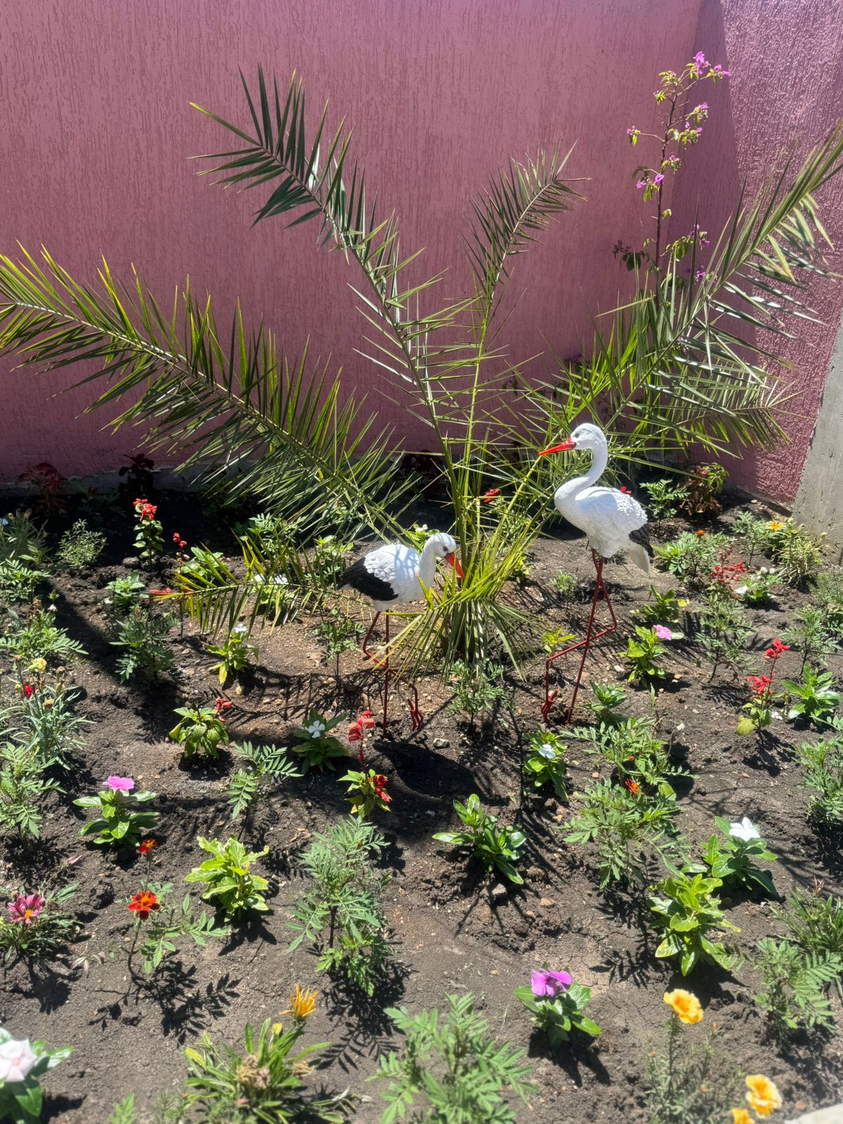 Фото Розовая лагуна