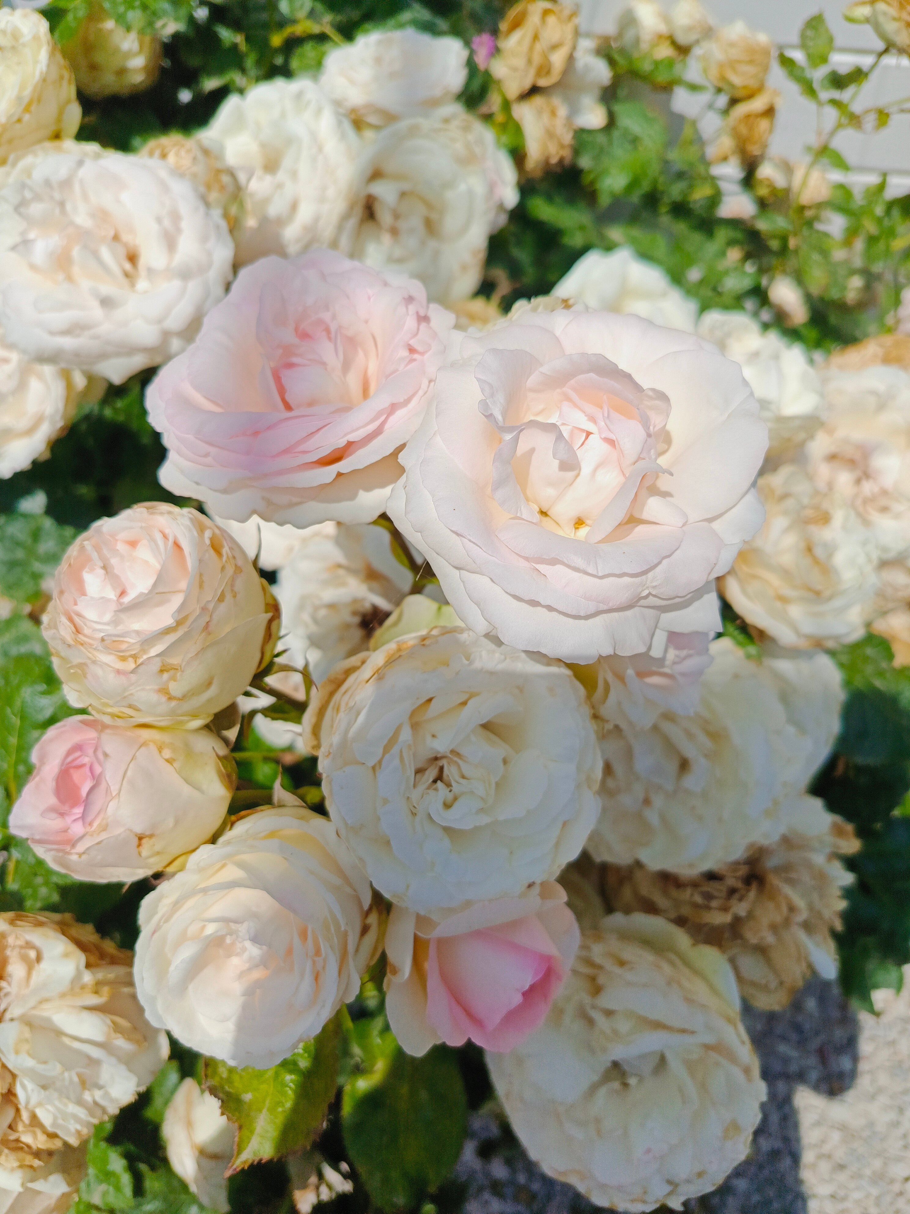 Фото Белый берег