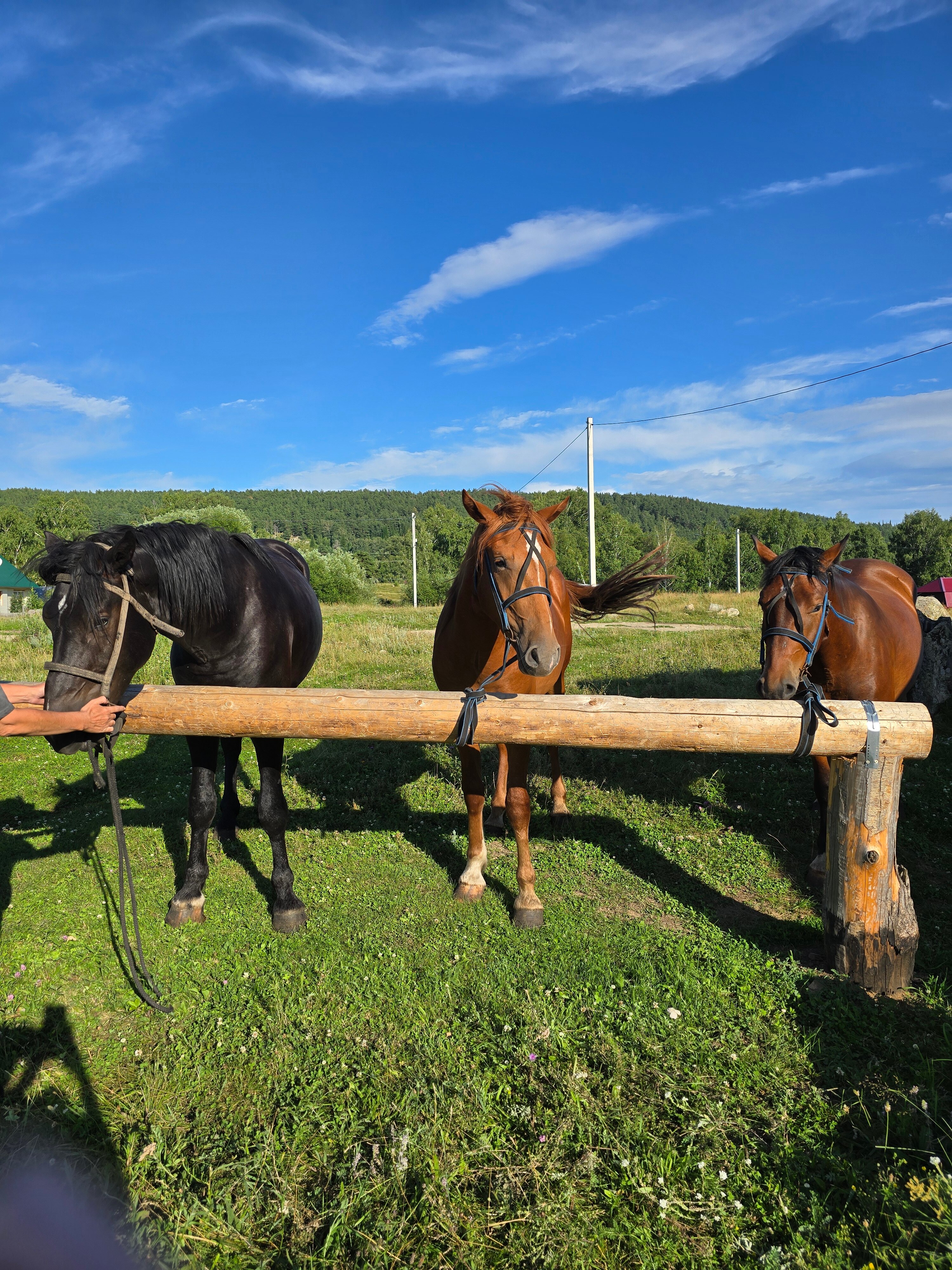 Фото Медная Сова