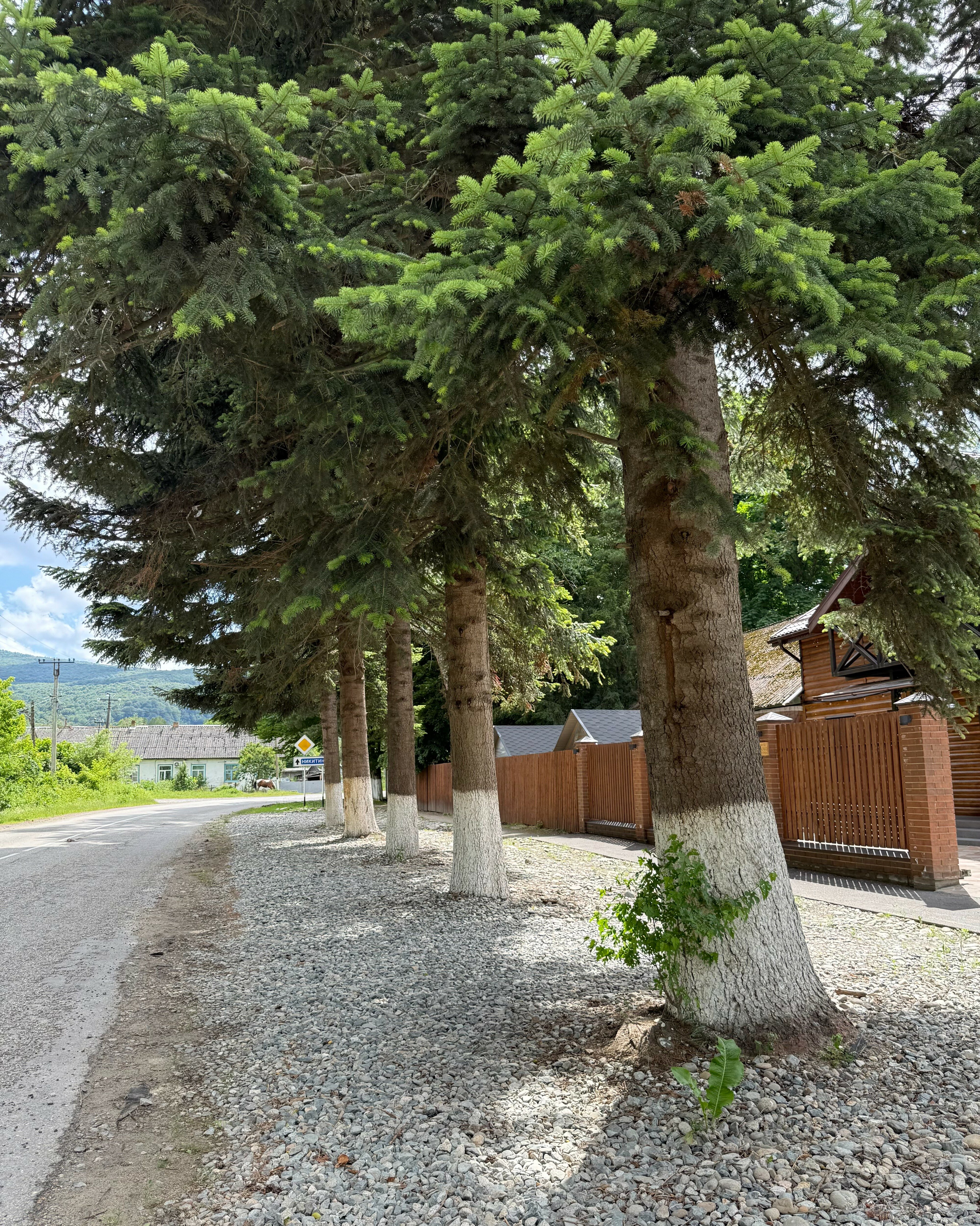 Фото Forest Village