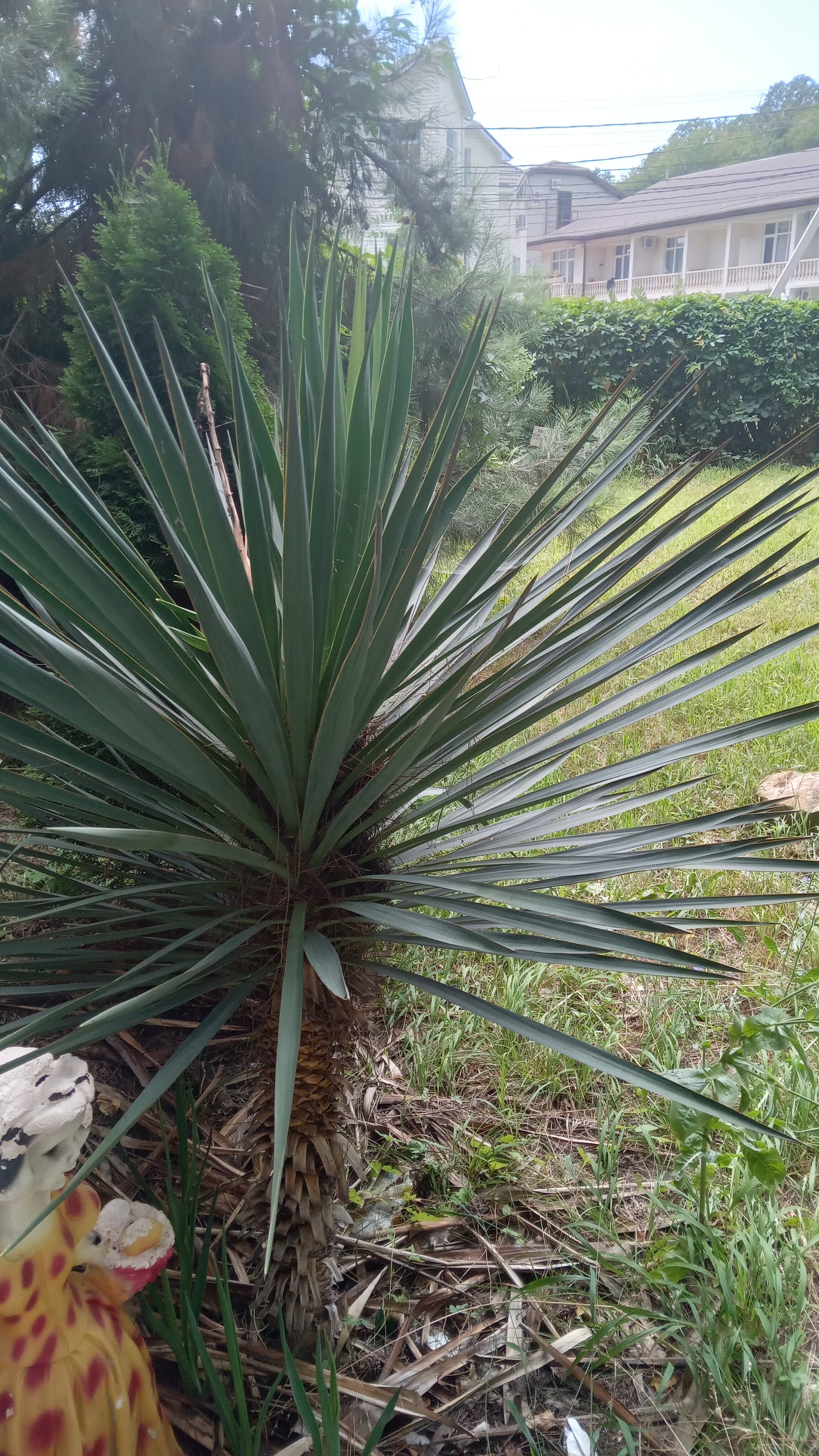 Фото Джульетта