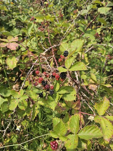 Гостевой дом Арт Блага в Благовещенской