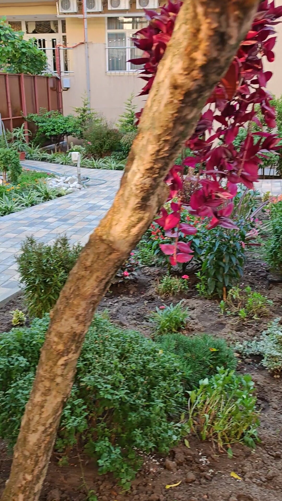 Фото Колибри