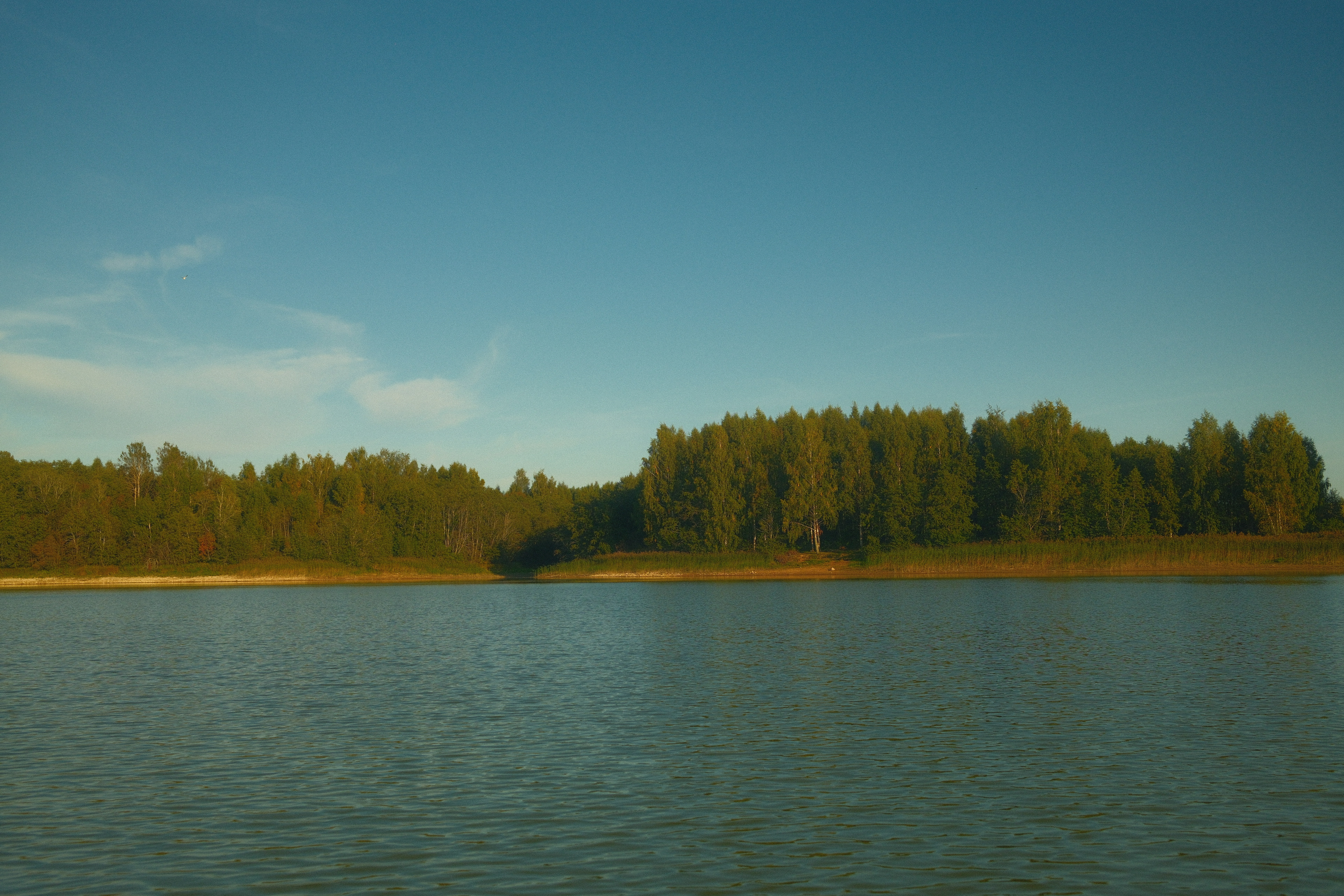 Фото Птички