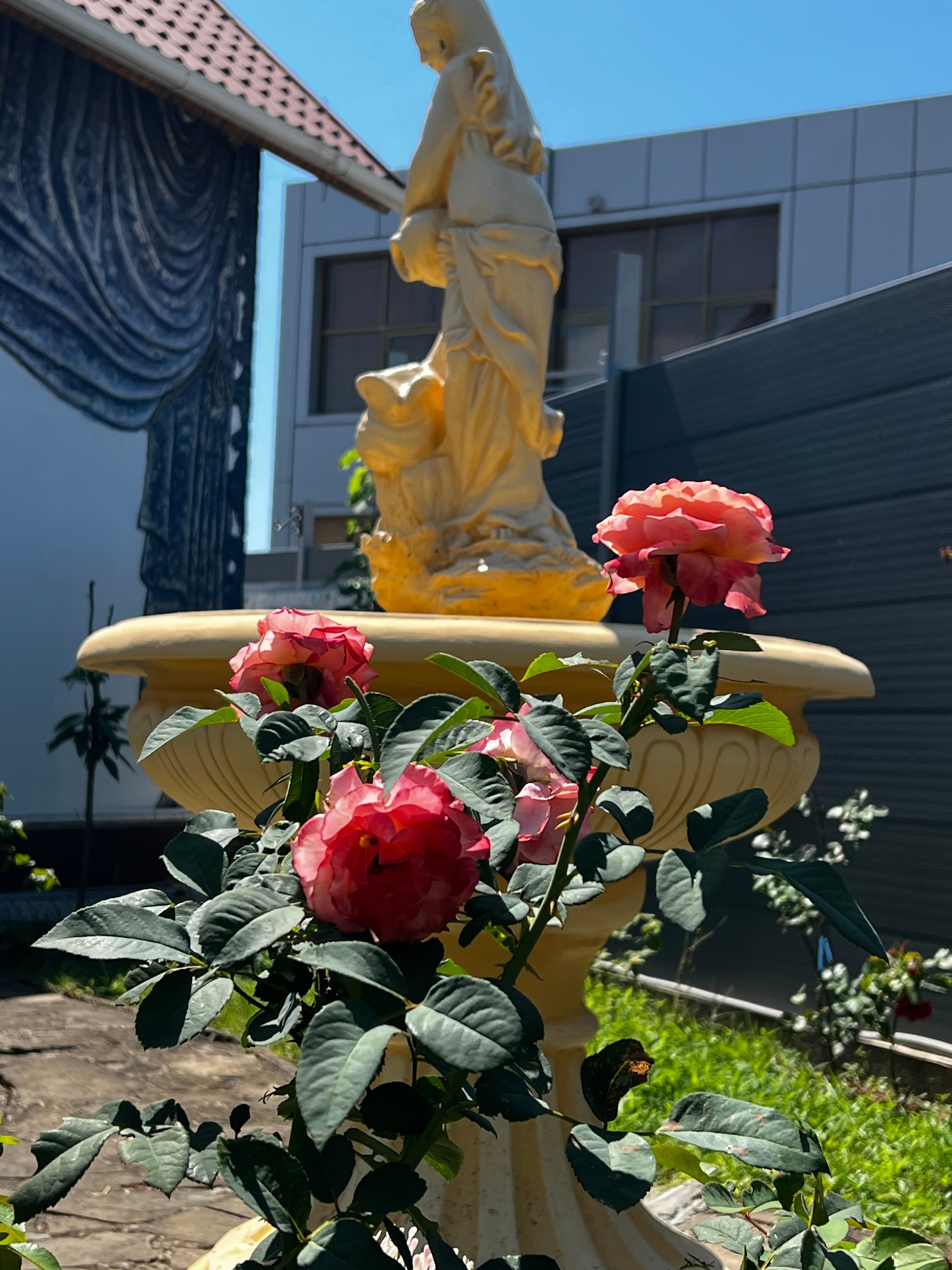 Фото Золотой Поросенок