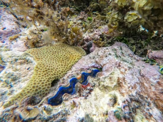 Фото Курортный отель Palau Sunrise Sea View Landison Retreat