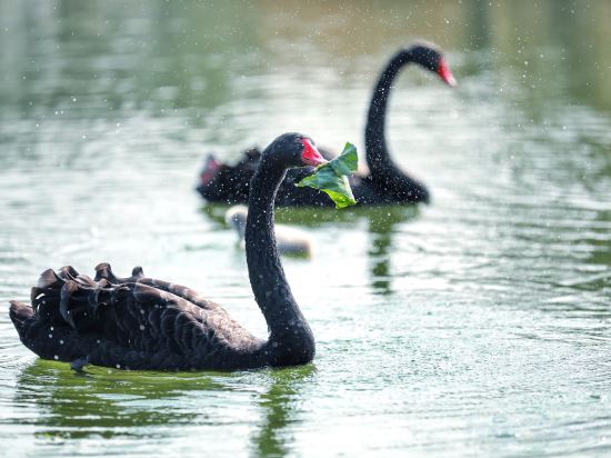 Фото InterContinental Heilong Lake