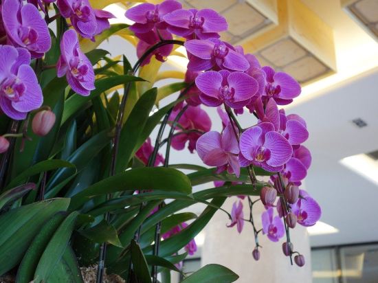 Фото Zte Hotel Shanghai