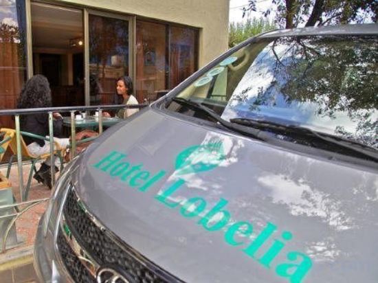 Фото Hotel Lobelia