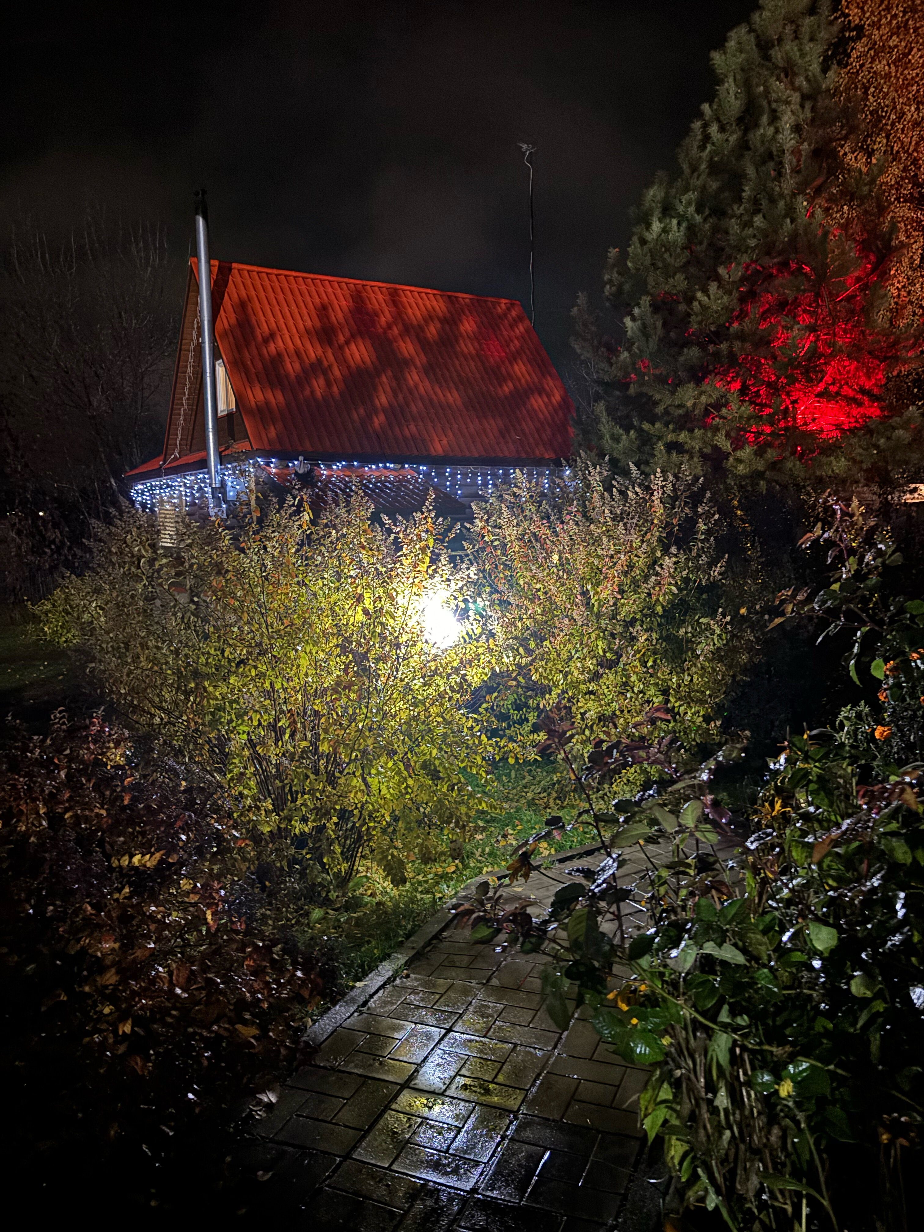 Фото Подсолнух