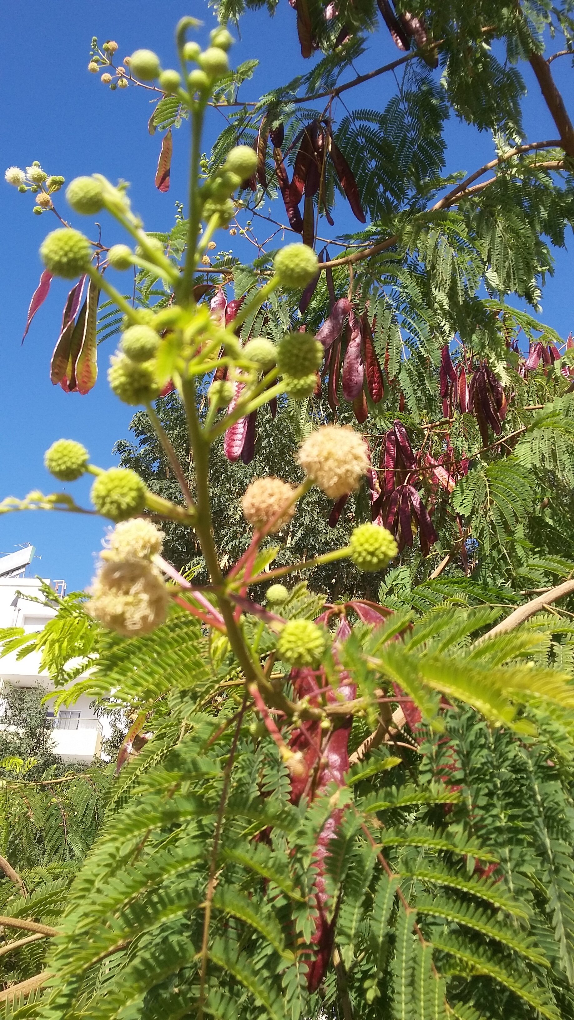 Фото Hotel Golden Tulip Aqaba Red Sea