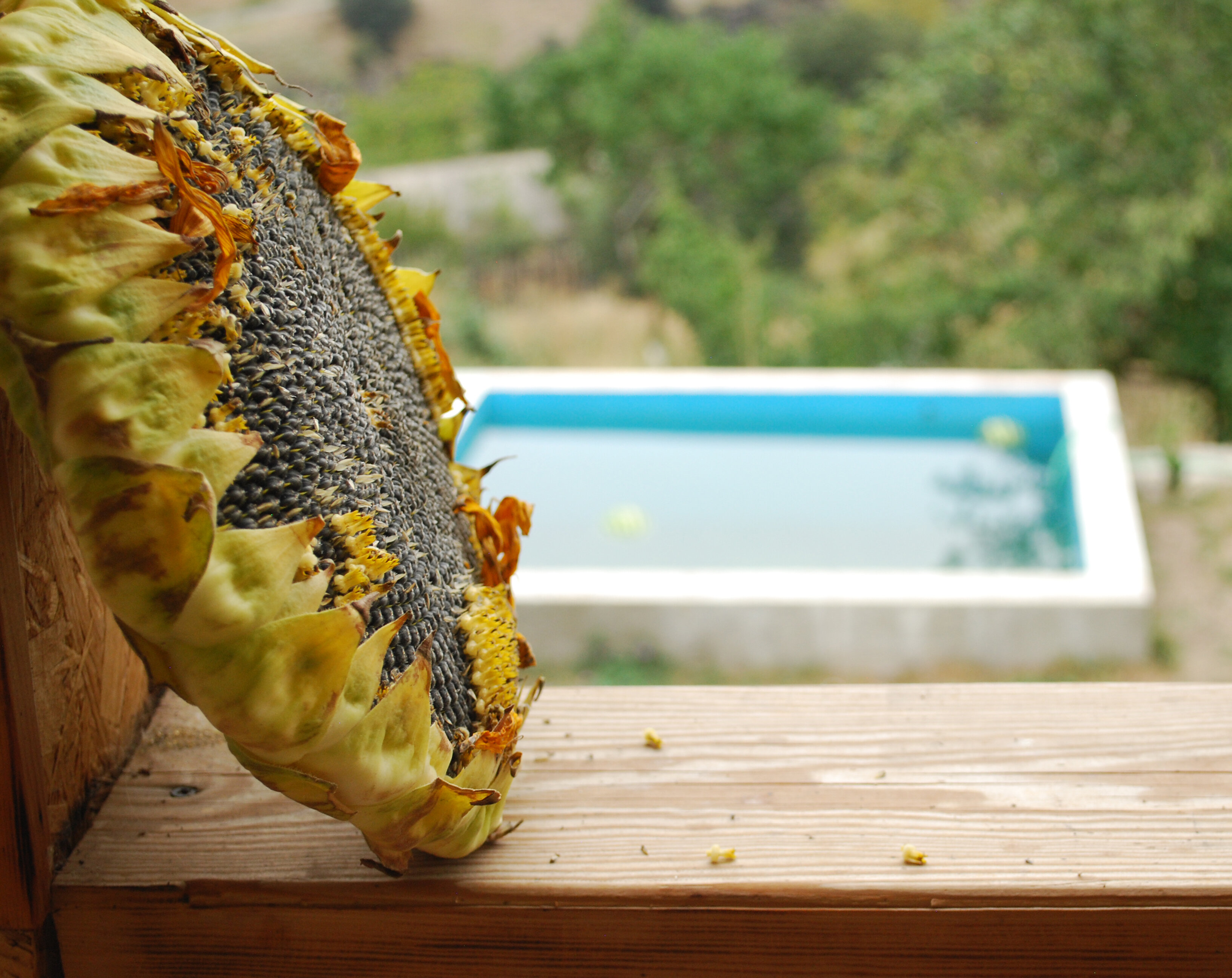 Фото Гостевой дом Кипарис