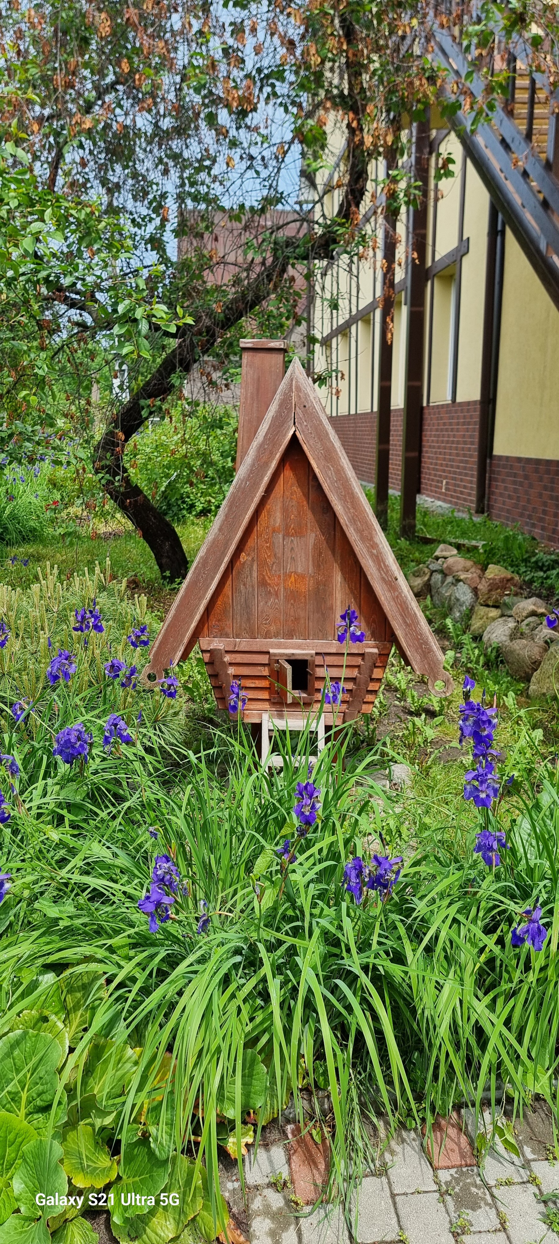 Фото Золотая Орхидея