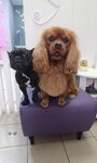 Хвостики (Kirovogradskaya Street, 8к3), pet salon