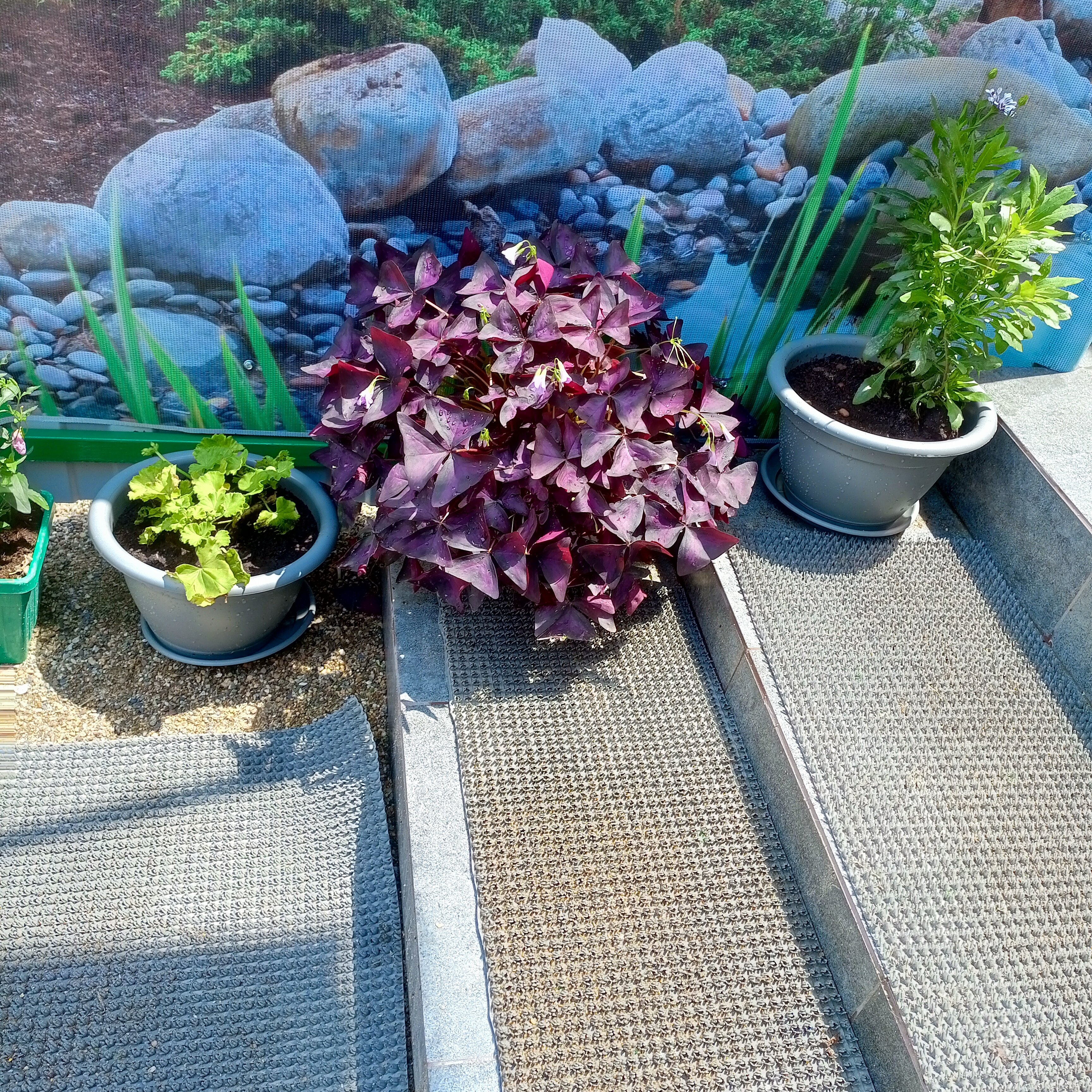 Фото Герман