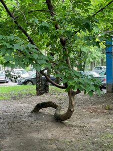 Crooked tree (Universitetsky Avenue, 21к4с1), landmark, attraction