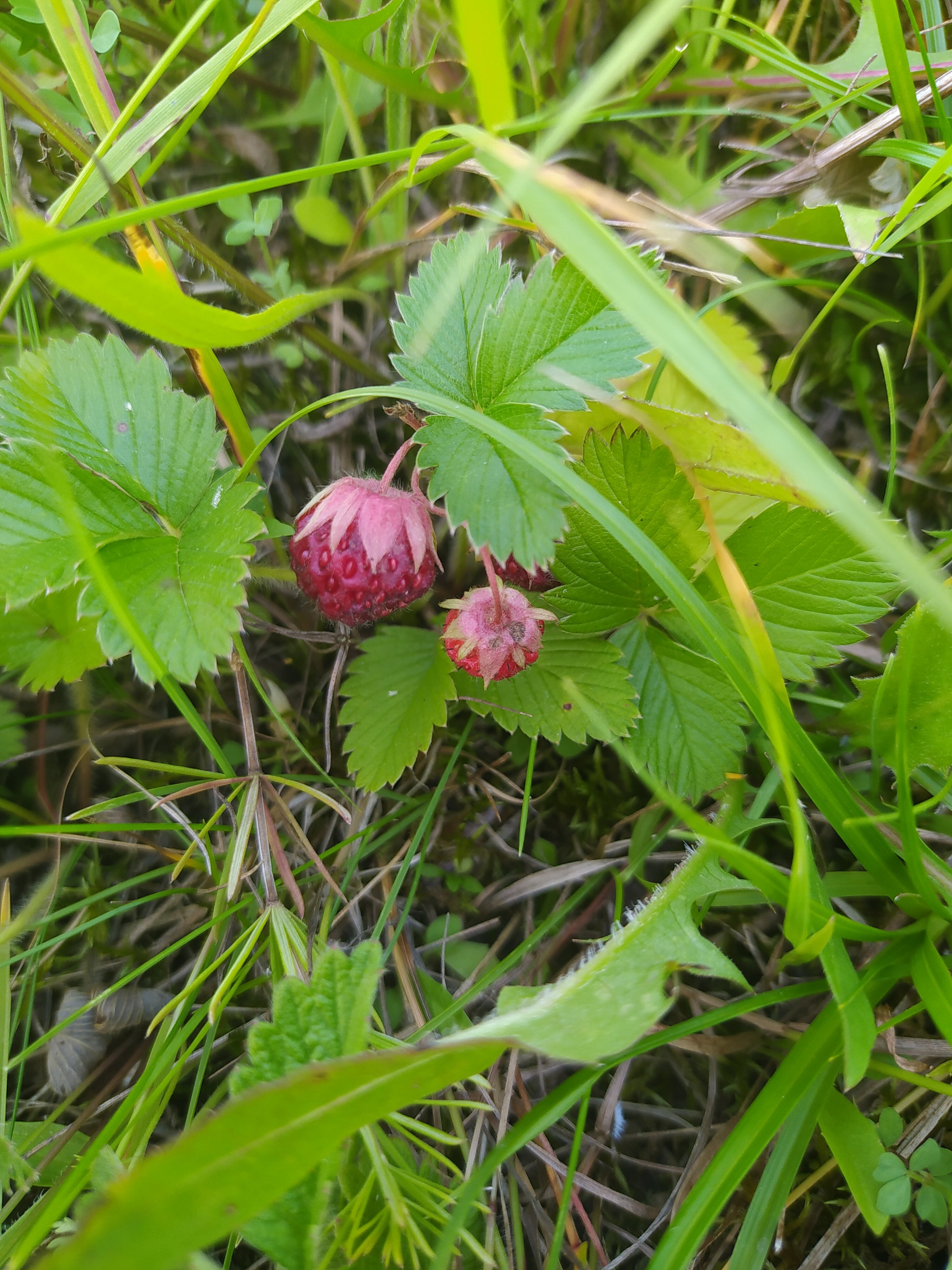 Фото Эко-Дача с видом на горы