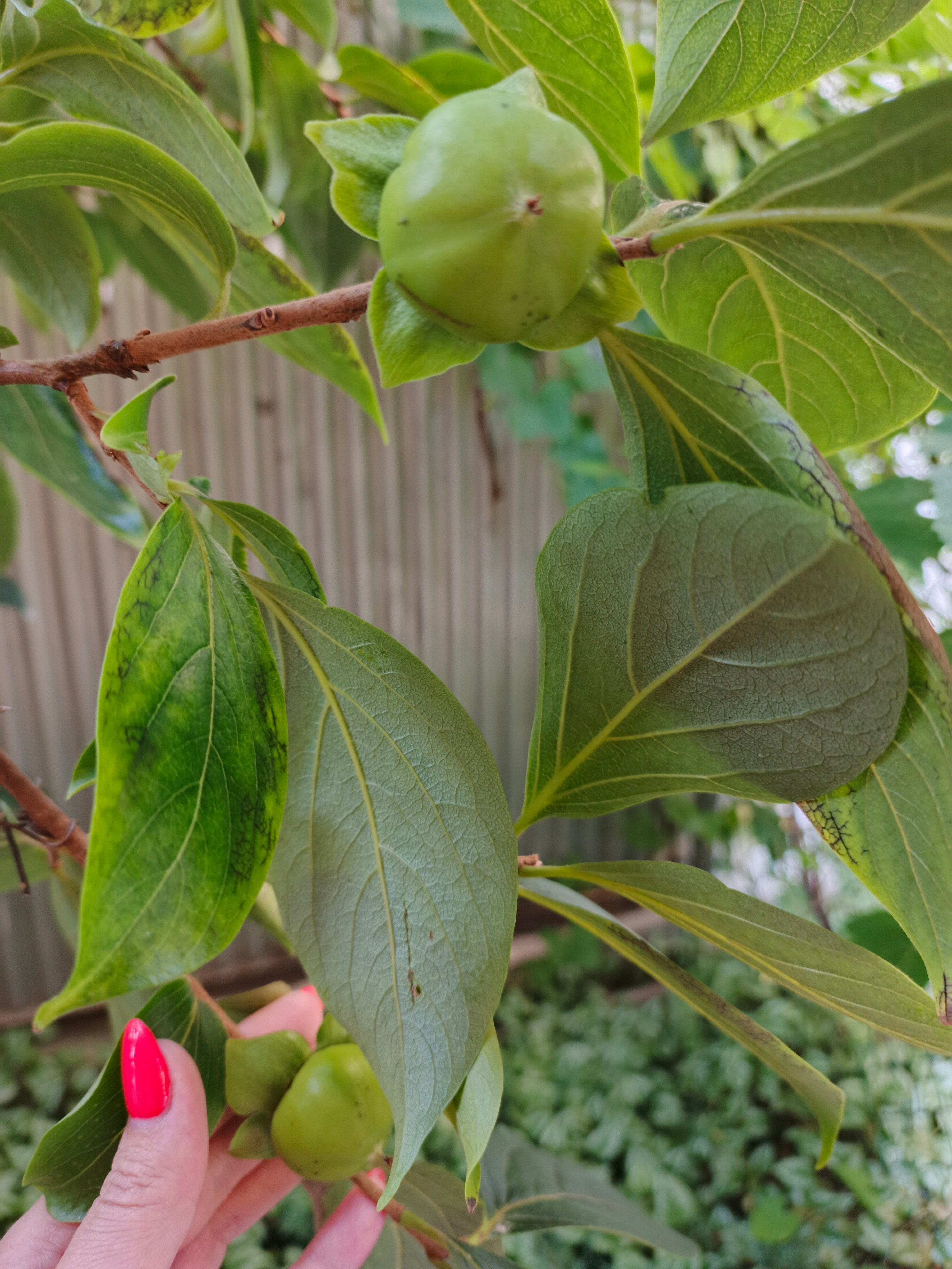 Фото Остров Сочи