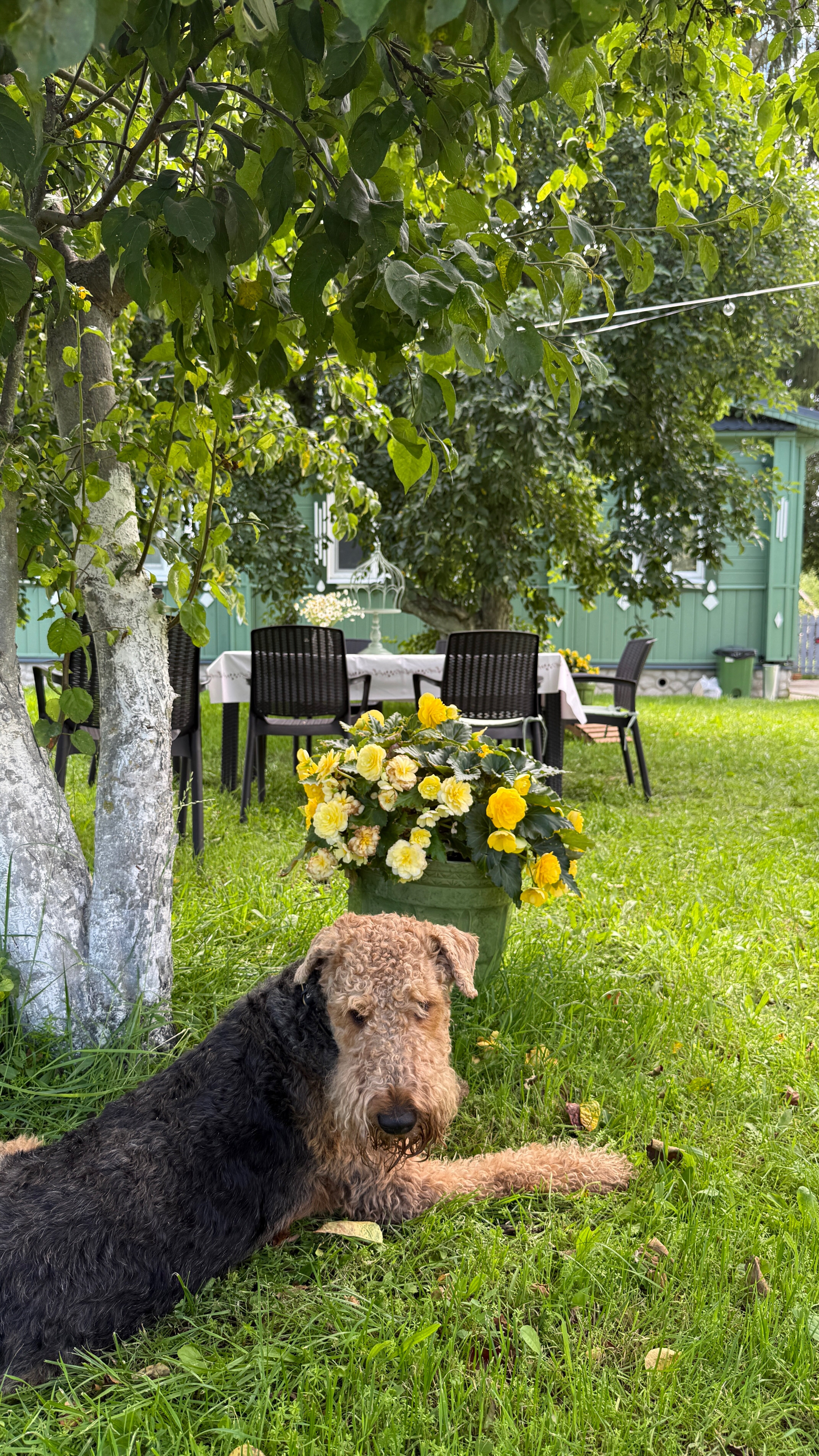 Фото Сирин дом