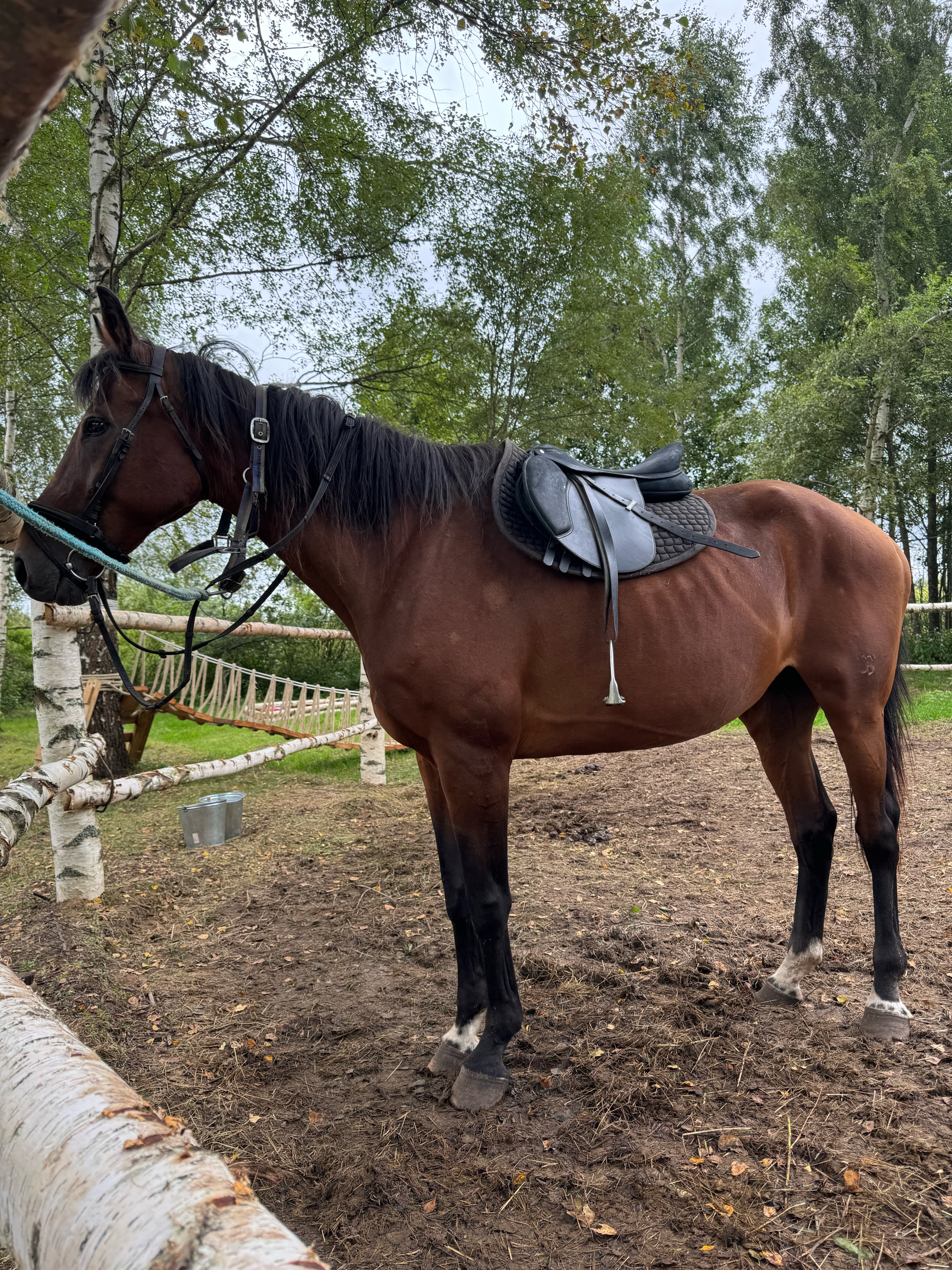 Фото Сад имени Александра Невского
