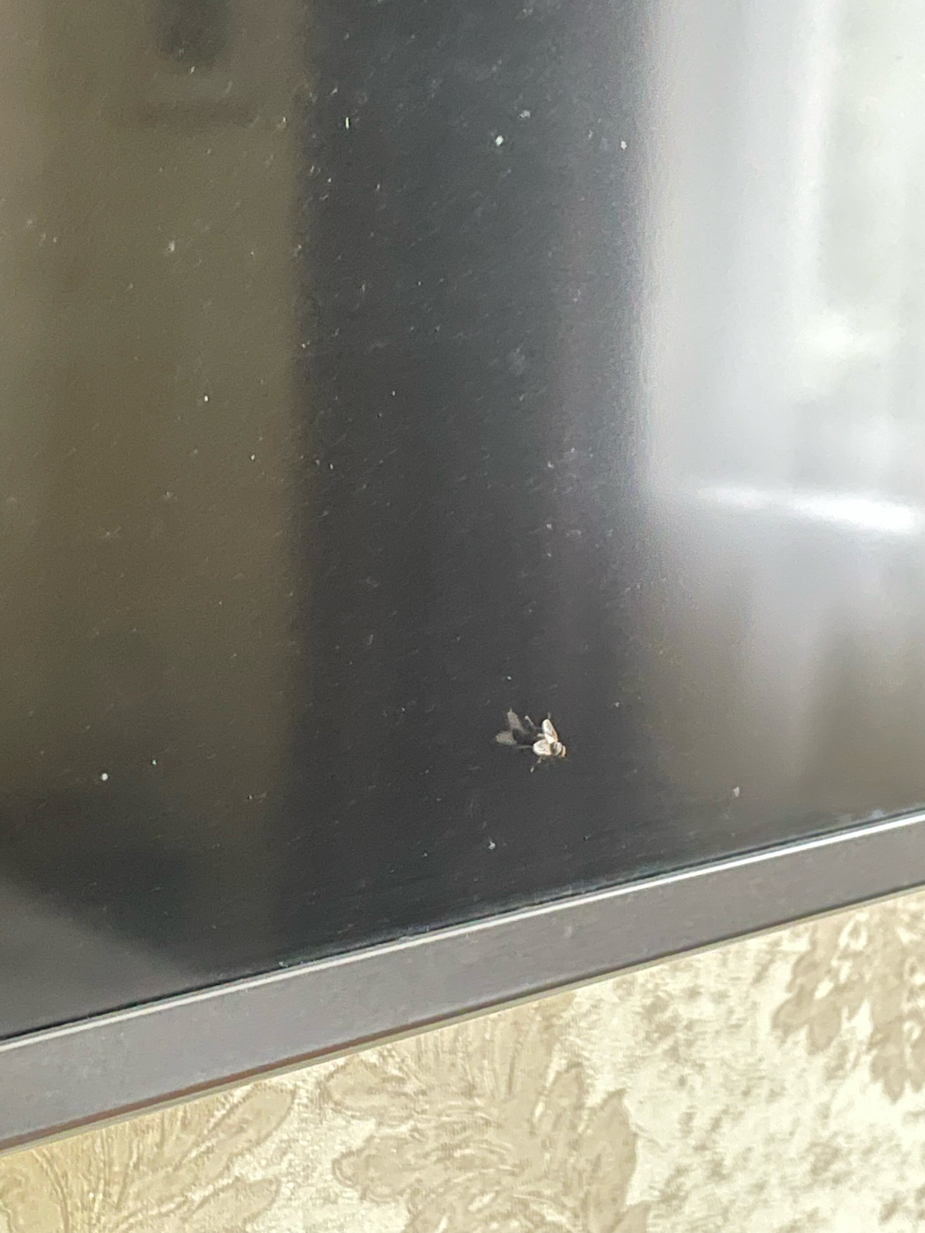 Фото Глобус