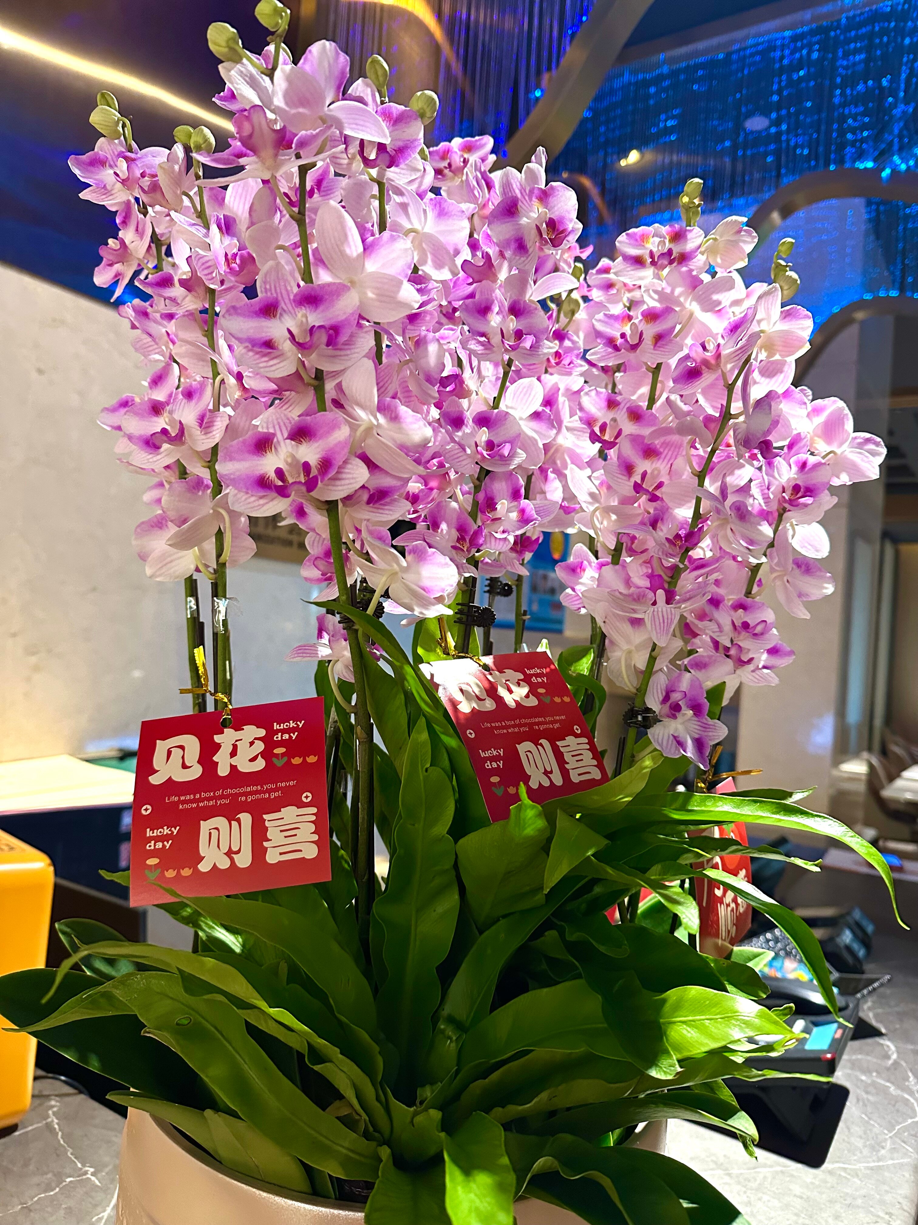 Фото Evergreen Laurel Hotel Shanghai