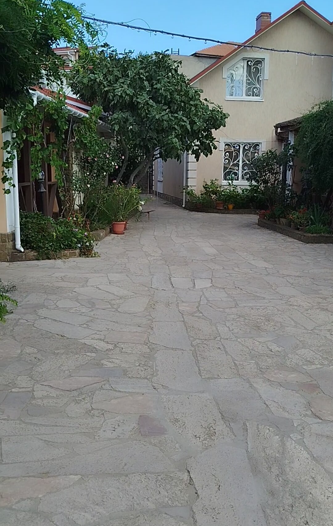 Фото Глициния