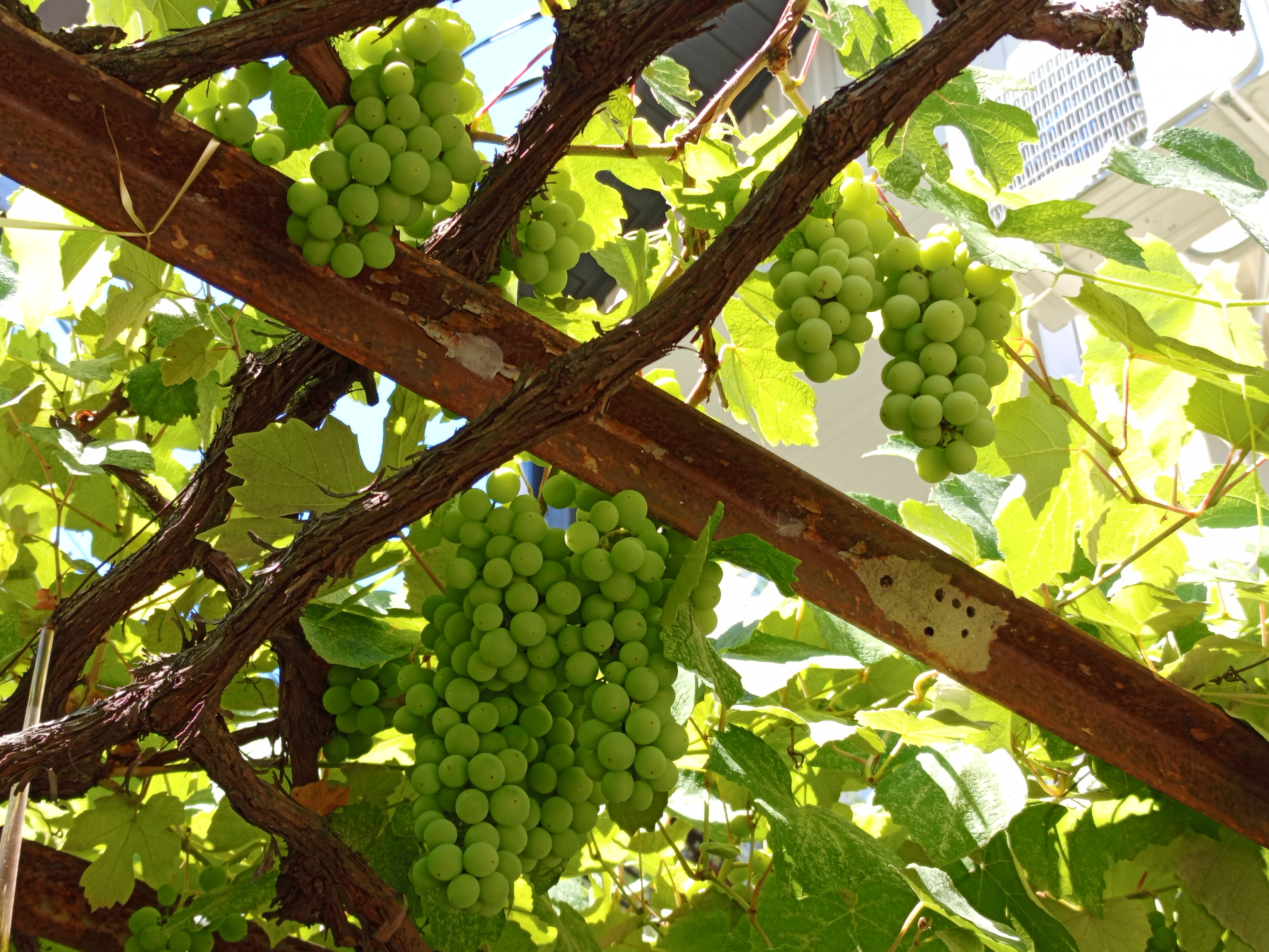 Фото Анастасия