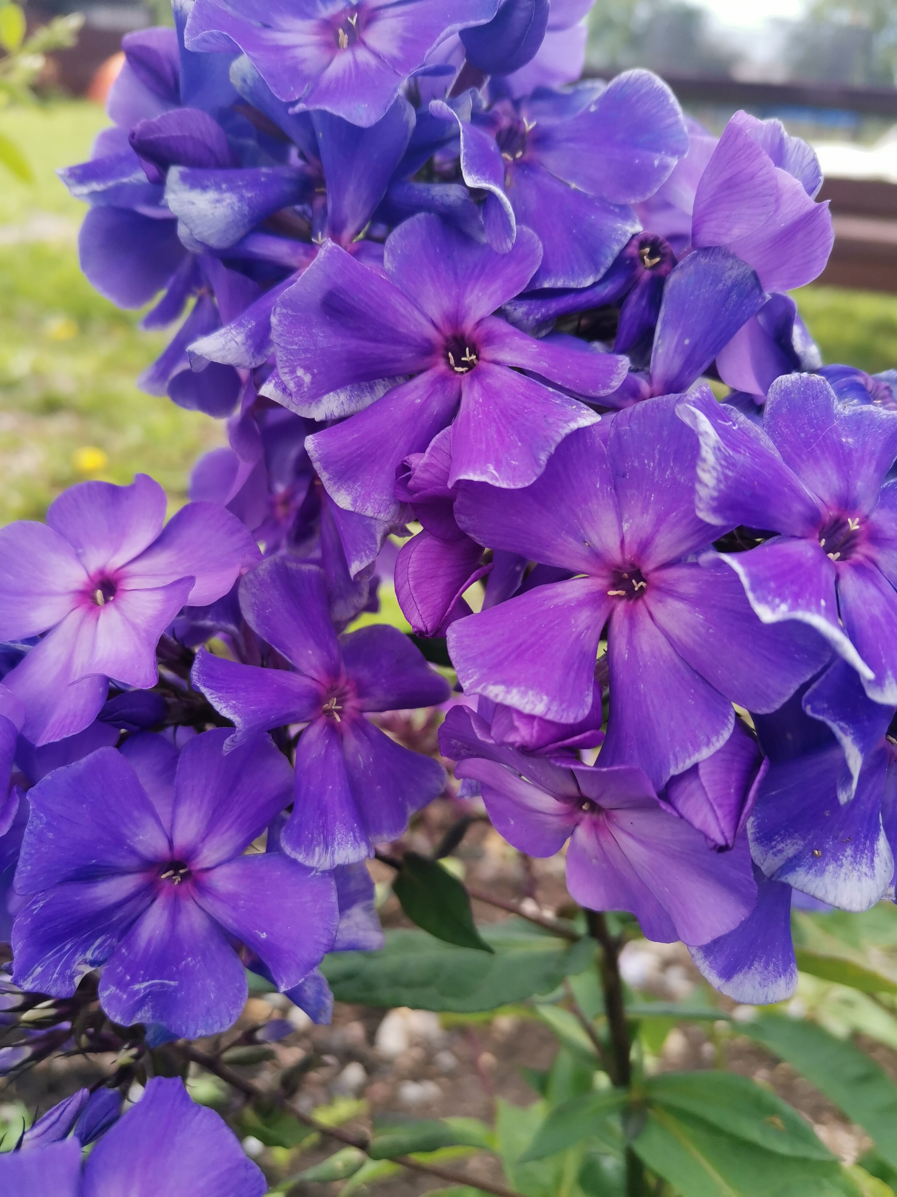 Фото Даурия