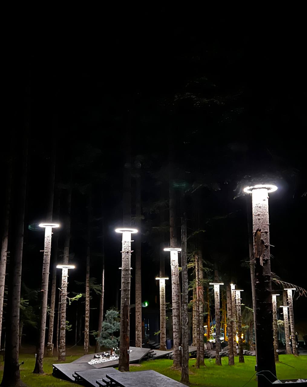 Фото Magic Forest