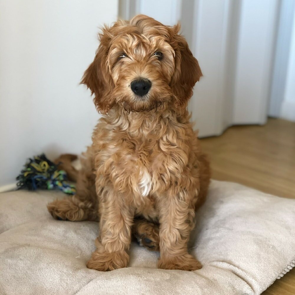 Фото Own Montevideo