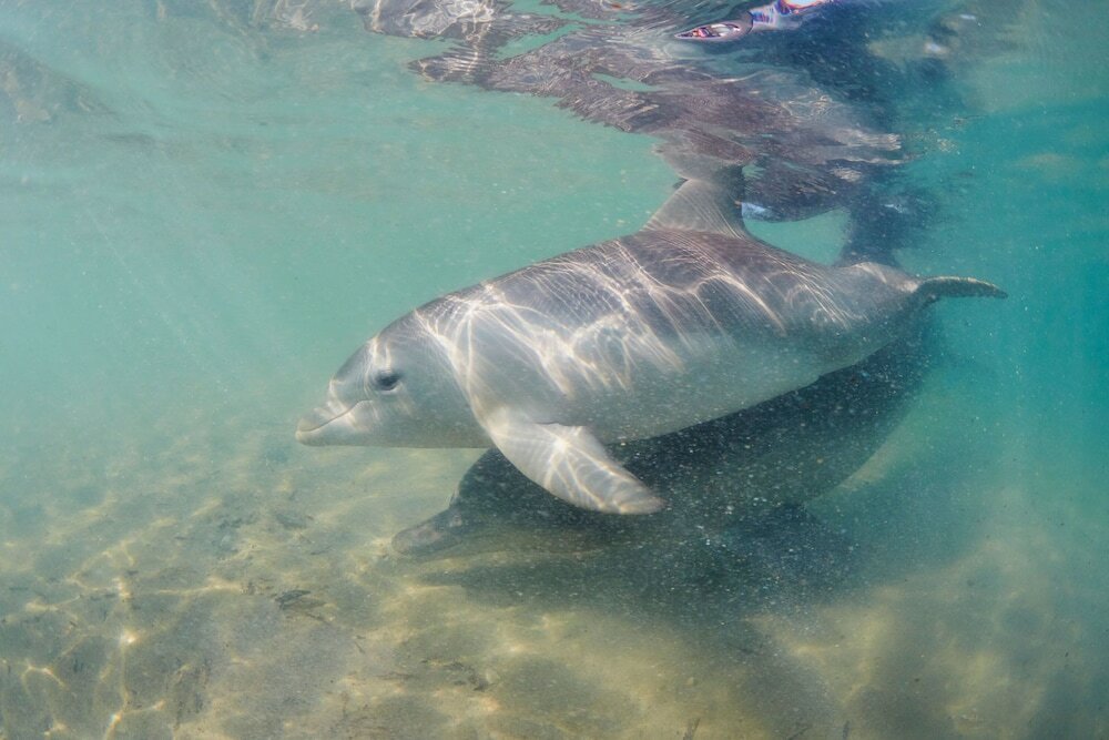 Фото Rac Monkey Mia Dolphin Resort