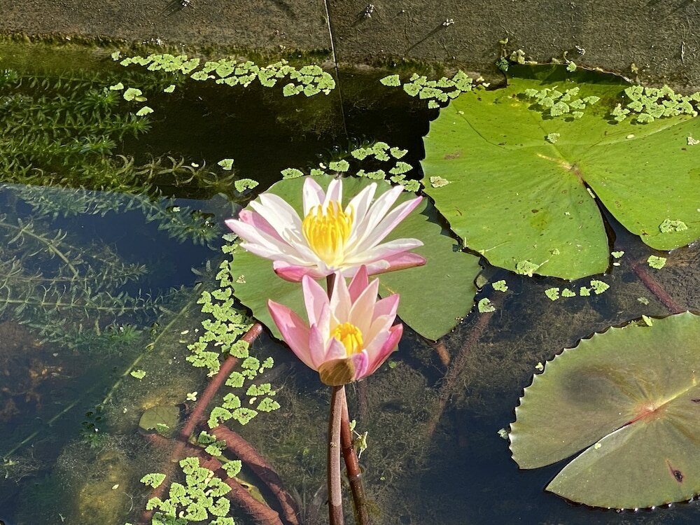 Фото Christima Residence