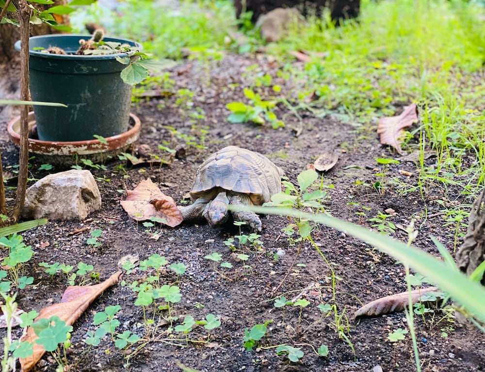 Фото Sweet Dream Roma Termini