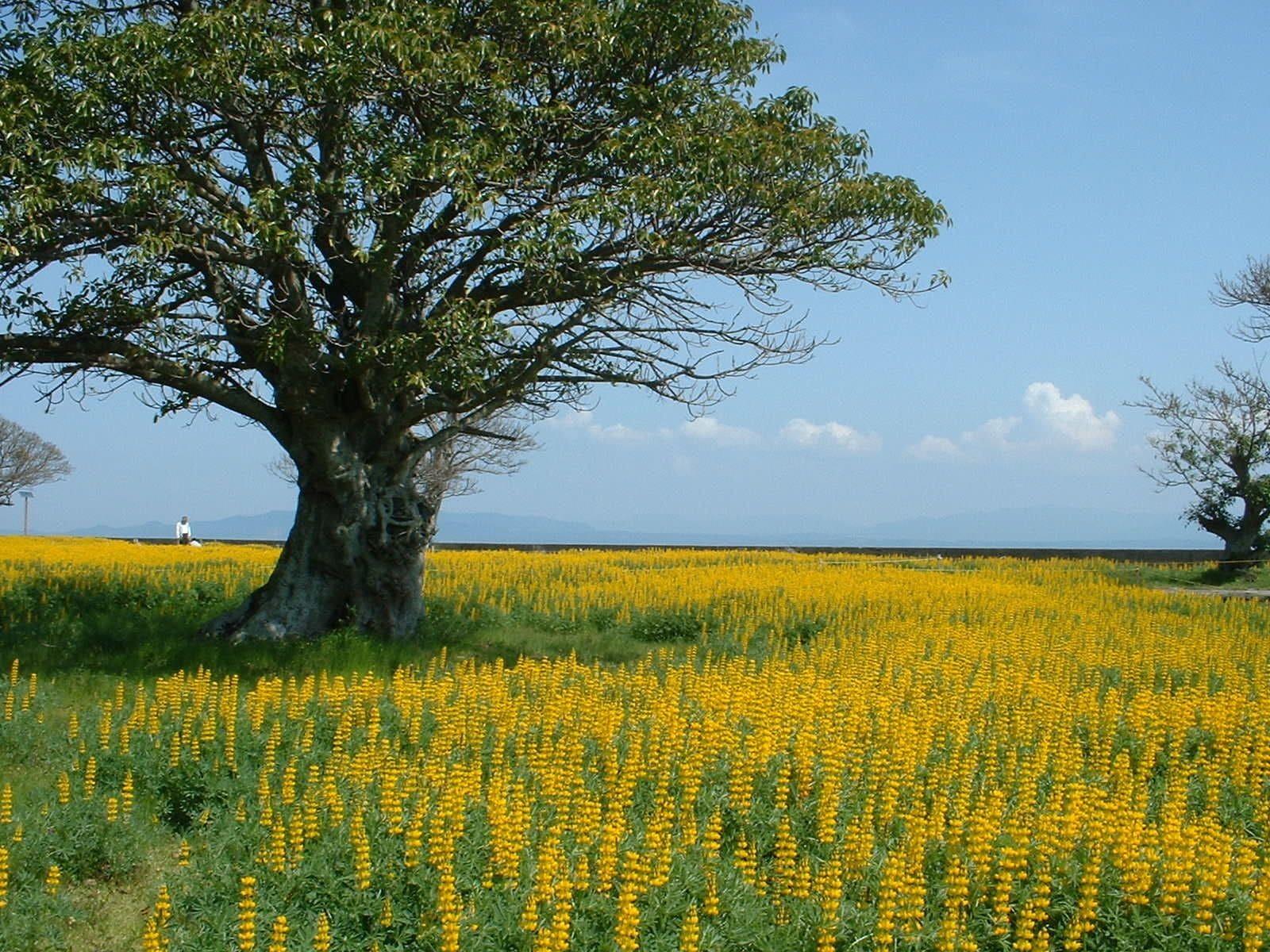 Фото Kyukamura Ibusuki