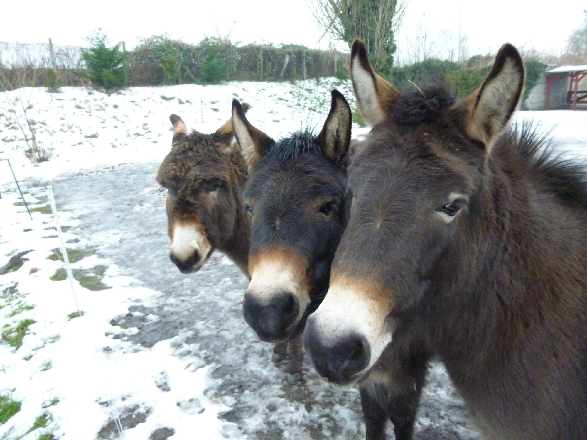 Фото Hotel Lavendelhof & Eselhof Nauen