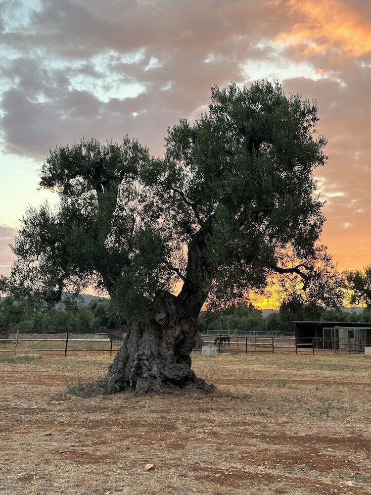 Фото Masseria Salamina