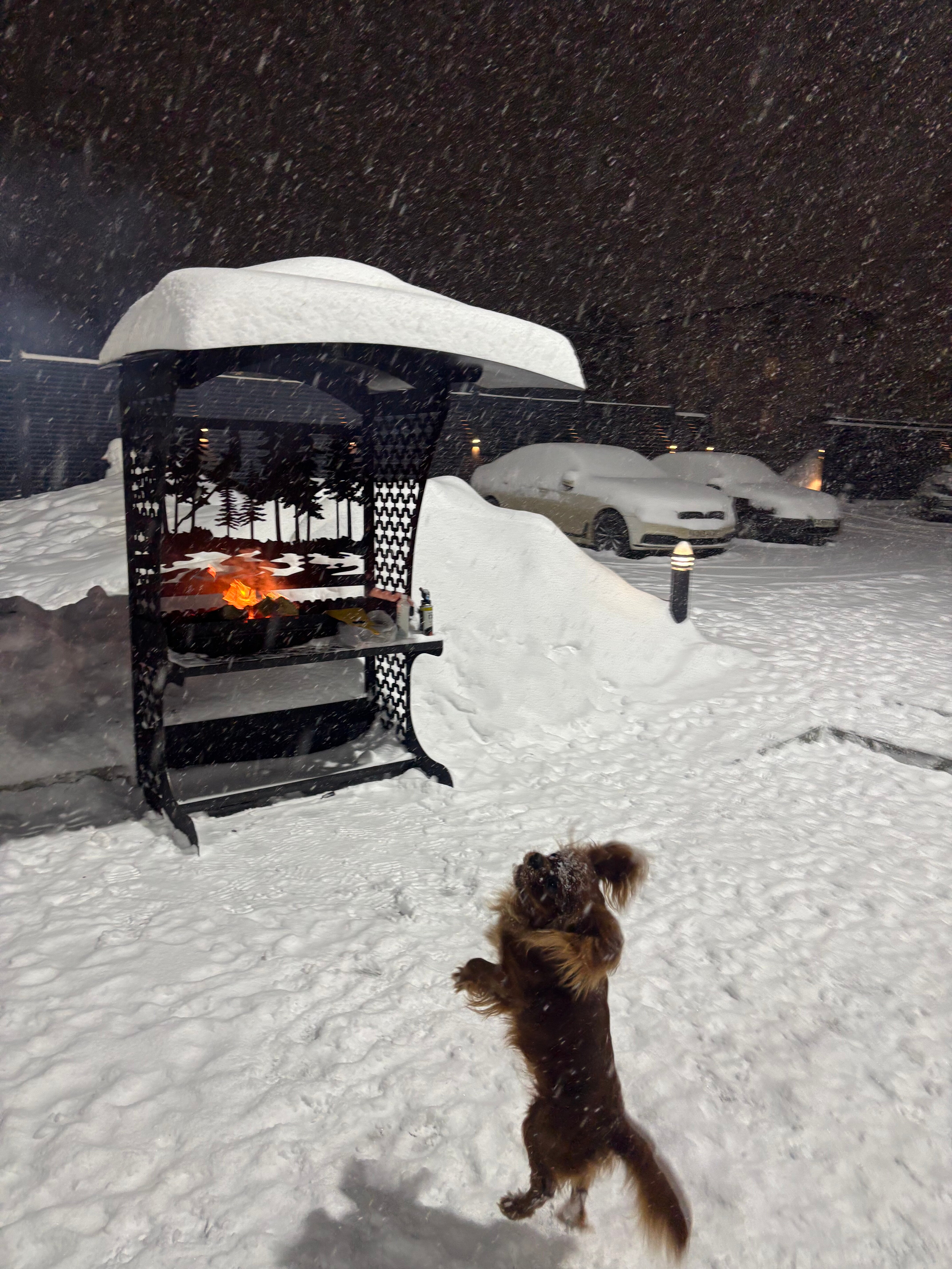 Фото Дариос