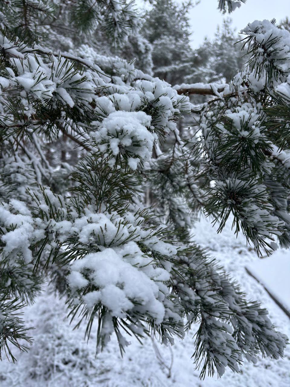 Фото Хвойная Гармония