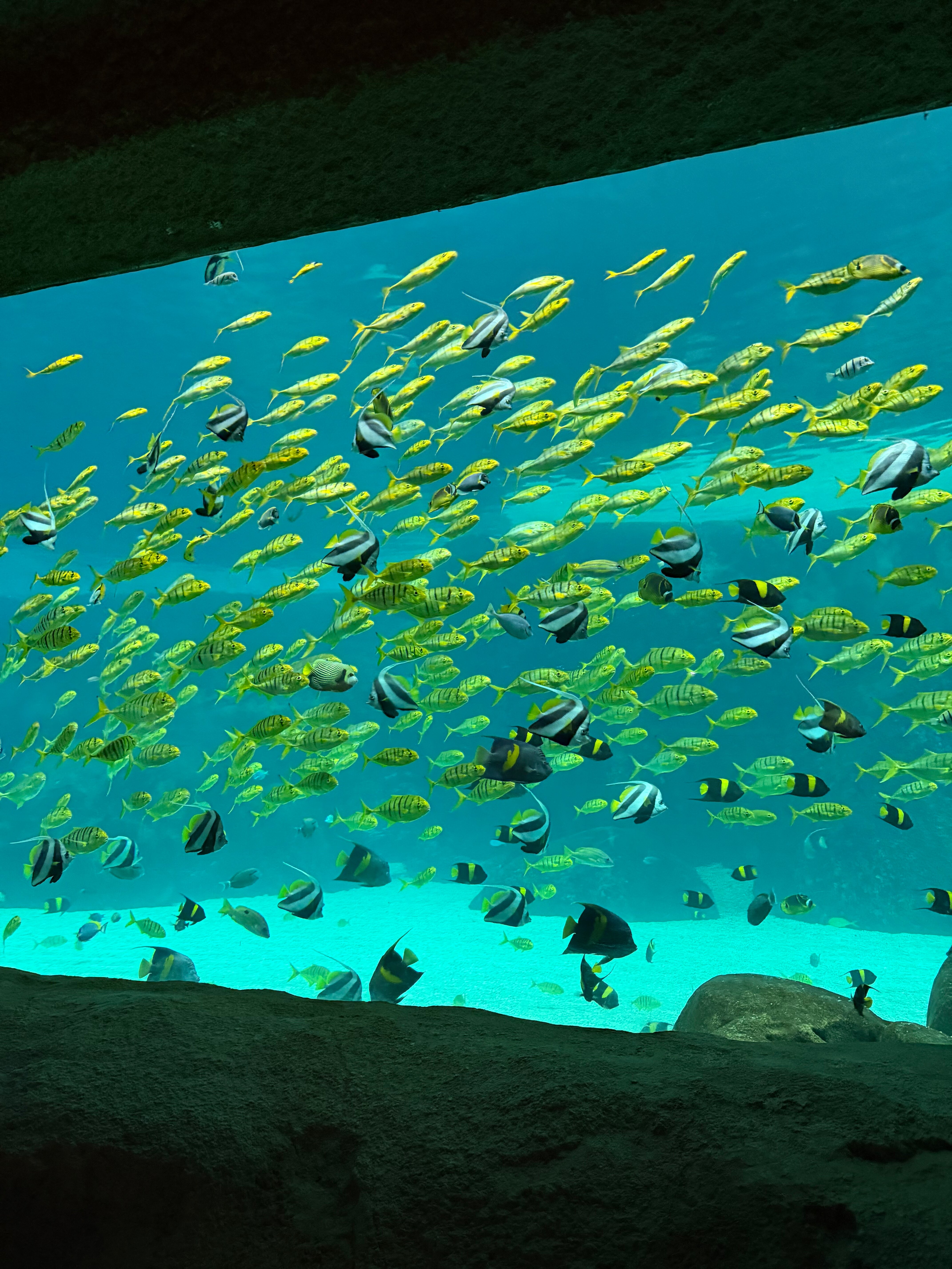 Фото Fairmont Bab Al Bahr Abu Dhabi