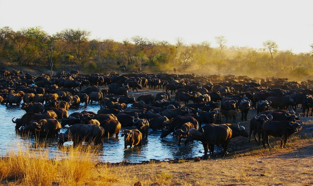 Фото Baobab Ridge Private Lodge